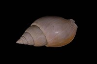 藏品(光滑織紋螺)的圖片